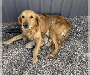 Mother of the Golden Retriever puppies born on 04/27/2023