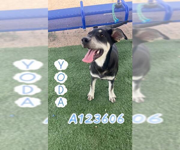 Medium Photo #1 German Shepherd Dog-Unknown Mix Puppy For Sale in HESPERIA, CA, USA