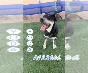 German Shepherd Dog-Unknown Mix Dogs for adoption in HESPERIA, CA, USA