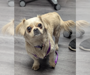 Pekingese-Unknown Mix Dogs for adoption in Cuba, NY, USA
