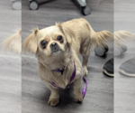 Small Pekingese Mix