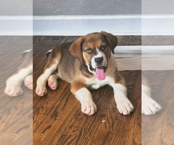 Medium Photo #4 Mutt Puppy For Sale in Springdale, PA, USA
