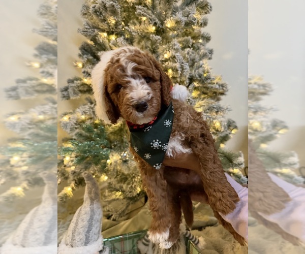 Medium Photo #22 Goldendoodle mix (+ Poodle Miniature) Puppy For Sale in BRONX, NY, USA