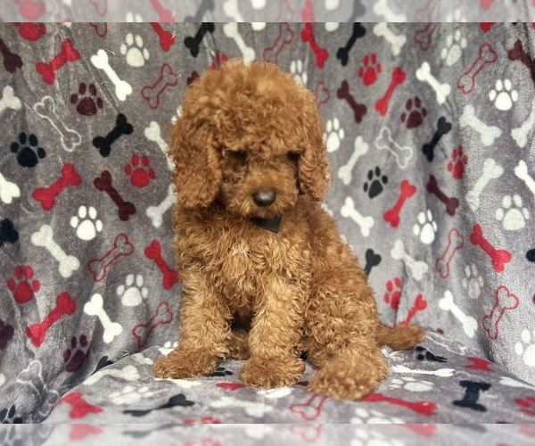 Medium Photo #8 Cock-A-Poo Puppy For Sale in LAKELAND, FL, USA