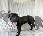 Small #3 Mastiff