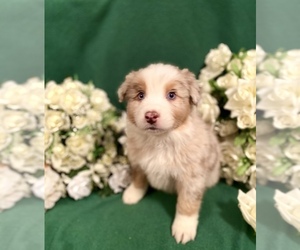 Australian Shepherd Puppy for Sale in SPRINGFIELD, Minnesota USA