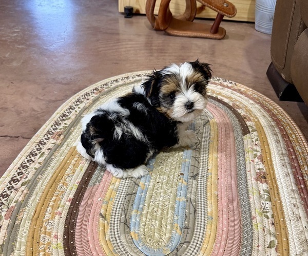 Medium Photo #12 Morkie Puppy For Sale in CASSVILLE, MO, USA