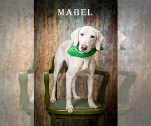 Mutt Dogs for adoption in North Myrtle Beach, SC, USA