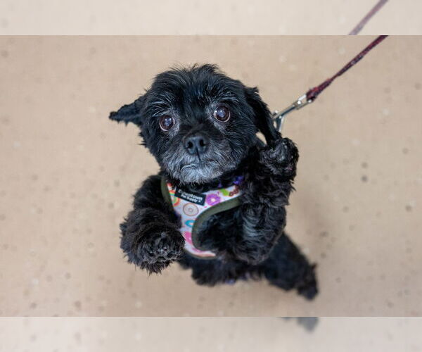 Medium Photo #6 Maltese-Unknown Mix Puppy For Sale in Mundelein, IL, USA