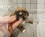 Small Photo #42 Puggle-Shih Tzu Mix Puppy For Sale in NEW YORK MILLS, MN, USA