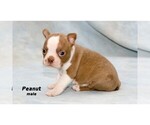 Small Photo #25 Boston Terrier Puppy For Sale in CLARE, MI, USA