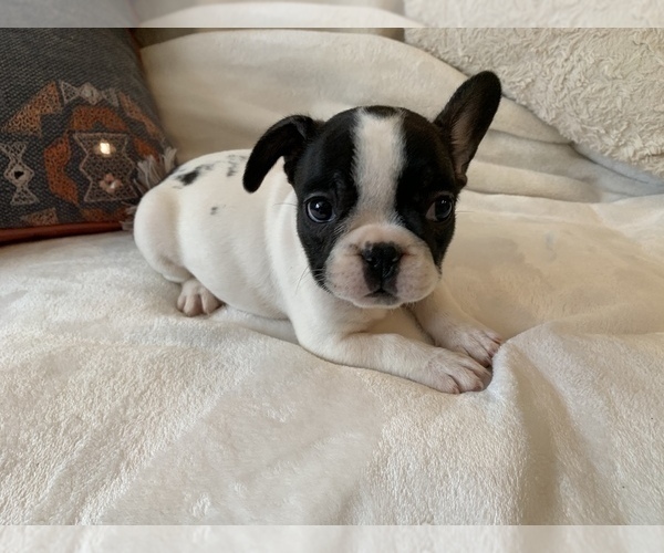 Medium Photo #17 French Bulldog Puppy For Sale in JOHNS ISLAND, SC, USA