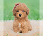 Small #3 Poodle (Toy)