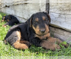 Airedale Terrier Puppy for sale in LAKEVIEW, OR, USA