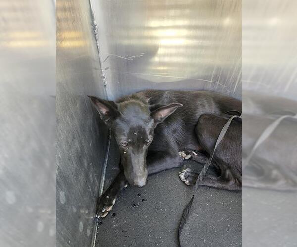 Medium Photo #1 American Staffordshire Terrier-Unknown Mix Puppy For Sale in San Antonio, TX, USA