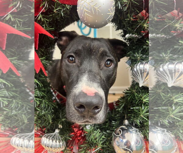 Medium Photo #9 Mutt Puppy For Sale in Rockaway, NJ, USA