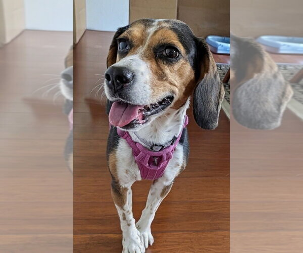 Medium Photo #9 Beagle Puppy For Sale in Mundelein, IL, USA
