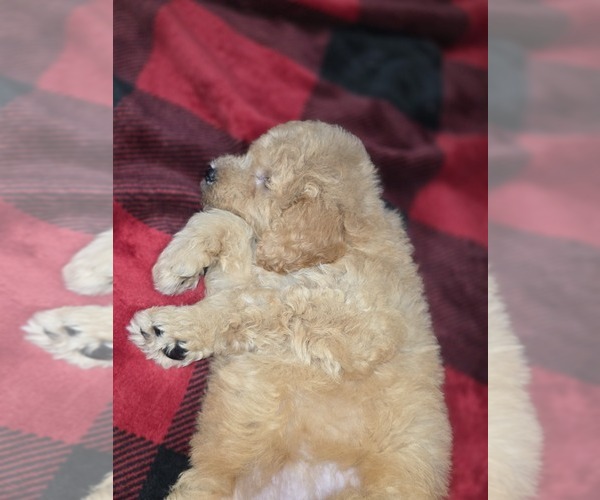 Medium Photo #23 Goldendoodle Puppy For Sale in DUBLIN, TX, USA