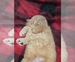 Small #22 Goldendoodle
