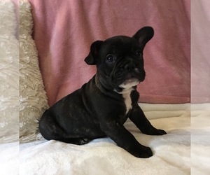 French Bulldog Puppy for sale in CHARLESTON, SC, USA