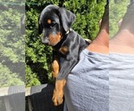 Puppy White collar Doberman Pinscher