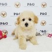Small Photo #1 Maltese-Poodle (Toy) Mix Puppy For Sale in TEMPLE CITY, CA, USA