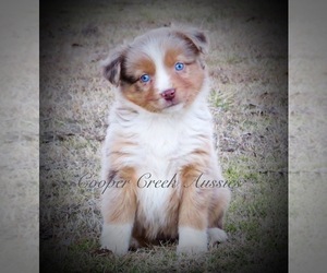 Miniature Australian Shepherd Puppy for sale in SMITHVILLE, AR, USA