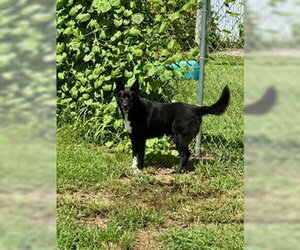 Mutt Dogs for adoption in Sparta, TN, USA