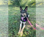 Small #5 German Shepherd Dog