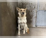 Small German Shepherd Dog Mix