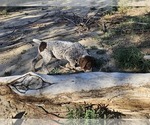 Small Photo #53 German Shorthaired Pointer Puppy For Sale in EVANSVILLE, WY, USA