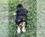 Small Photo #1 Shih-Poo Puppy For Sale in LANCASTER, MO, USA