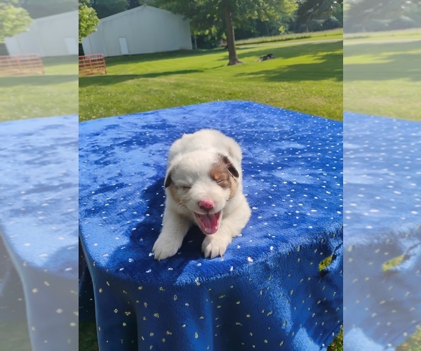 Medium Photo #1 Miniature American Shepherd Puppy For Sale in MONTGOMERY CITY, MO, USA