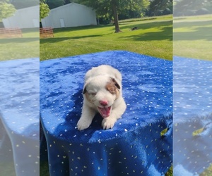 Miniature American Shepherd Puppy for sale in MONTGOMERY CITY, MO, USA