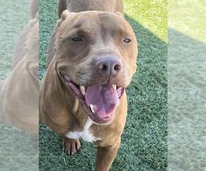 Mutt Dogs for adoption in Downey, CA, USA