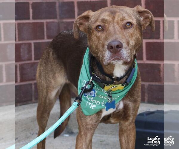 Medium Photo #12 Labrador Retriever-Unknown Mix Puppy For Sale in Washington, DC, USA