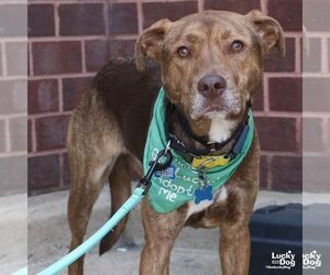 Raybans - Male Labrador Retriever-Unknown Mix Dog for Adoption - Photo #10