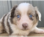 Small Photo #22 Australian Shepherd Puppy For Sale in LYNN, IN, USA