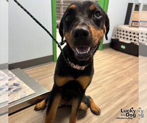 Rottweiler-Unknown Mix Dogs for adoption in Washington, DC, USA