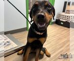 Small Rottweiler Mix