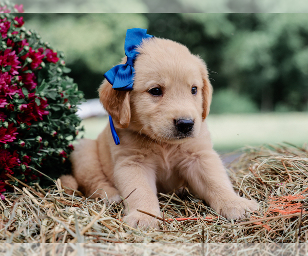 Medium Photo #2 Golden Retriever Puppy For Sale in LIBERTY, KY, USA