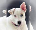 Small Great Pyrenees Mix