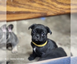 Buggs Puppy for sale in AFTON, WY, USA