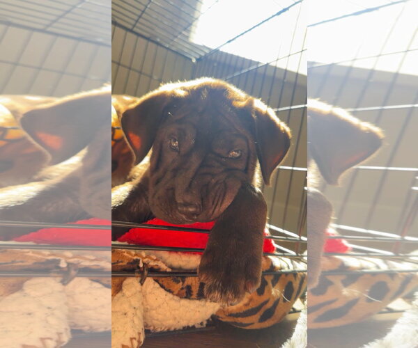 Medium Photo #2 Mutt Puppy For Sale in New London, WI, USA