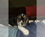 Puppy 10 Beagle