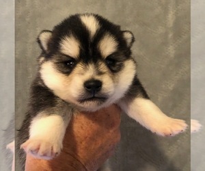 Pomsky Puppy for sale in SAVOY, MA, USA