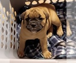 Puppy Puppy 8 Olde English Bulldogge