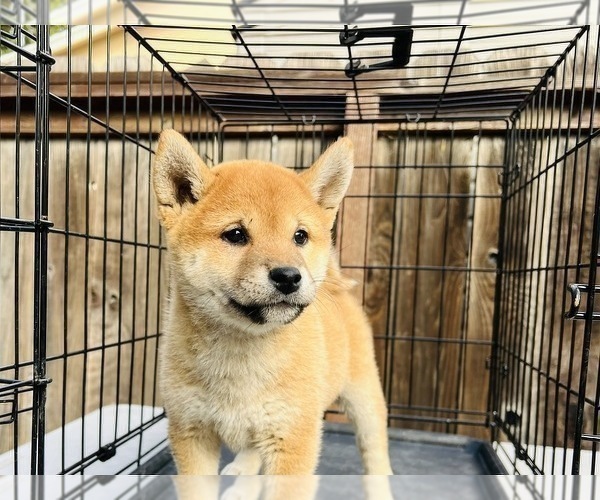 Medium Photo #59 Shiba Inu Puppy For Sale in FREMONT, CA, USA
