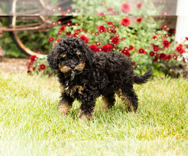 Medium Photo #1 Miniature Bernedoodle Puppy For Sale in TOPEKA, IN, USA
