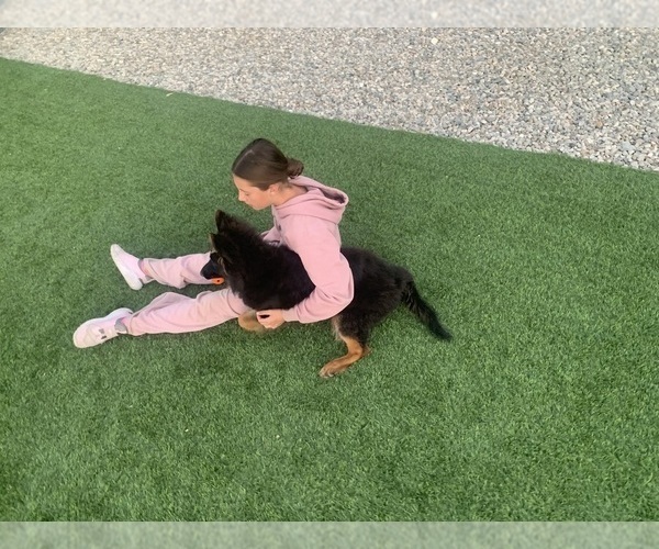 Medium Photo #10 German Shepherd Dog Puppy For Sale in PINON HILLS, CA, USA
